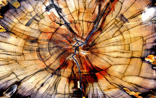 Petrified Wood
